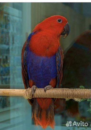 Аренда птиц для фотосессии