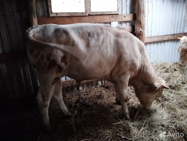Быки 1,5 годовалые