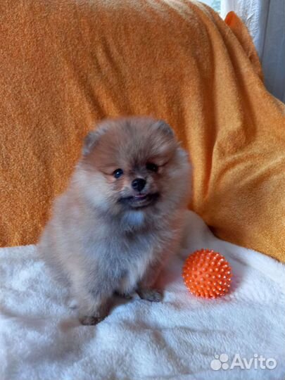 Щенки шпица