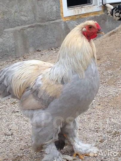 Петухи Брама