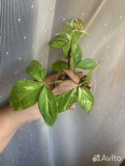 Сингониумы разные сорта