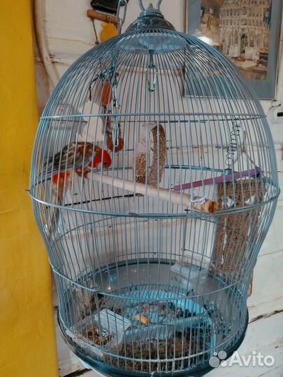 Попугай розелла