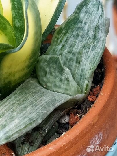 Хавортии и гастерии