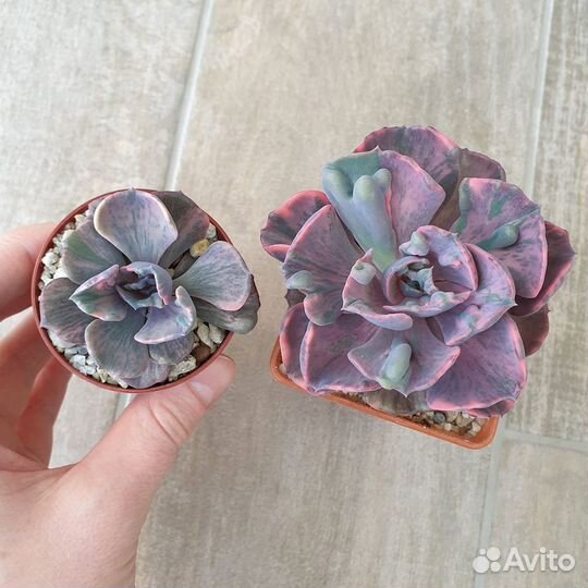 Эхеверия Beyonce