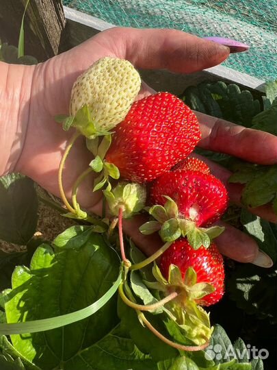 Усы клубники