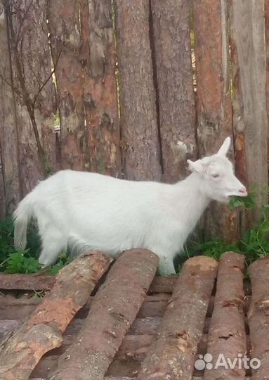 Коза нубийская