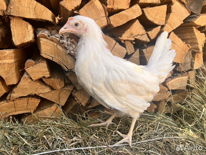 Куры несушки