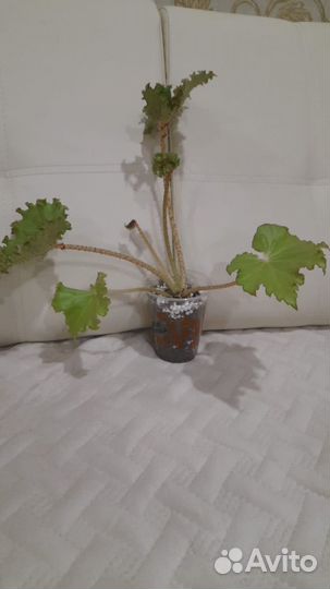 Бегония криспа