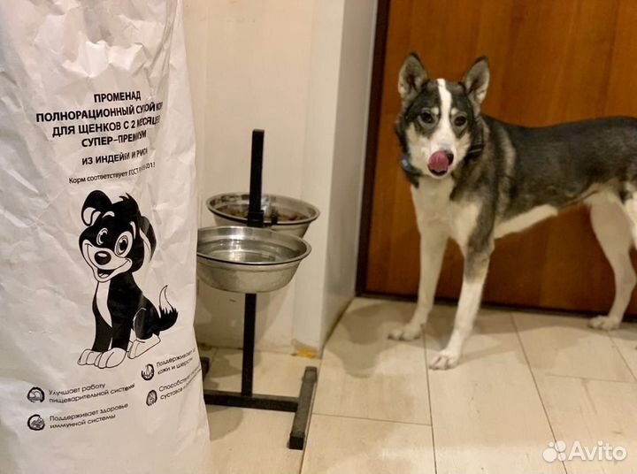 Сухой корм для собак Променад