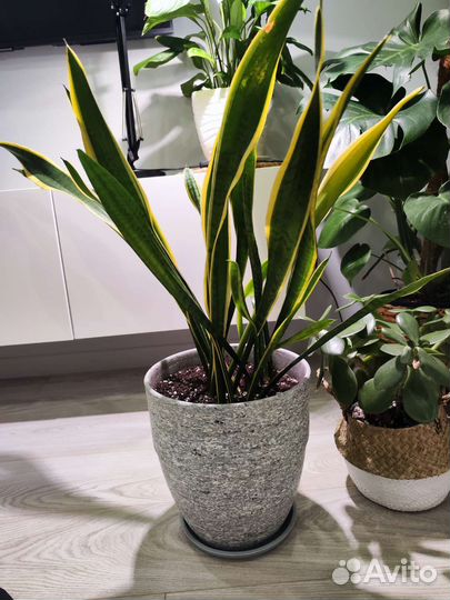 Сансевиерия щучий хвост