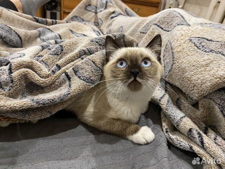 Кошки в добрые руки