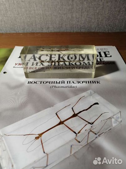 Насекомые и их знакомые