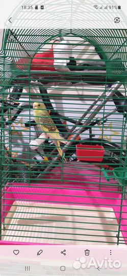 Клетки и переноски для попугайчиков и грызунов