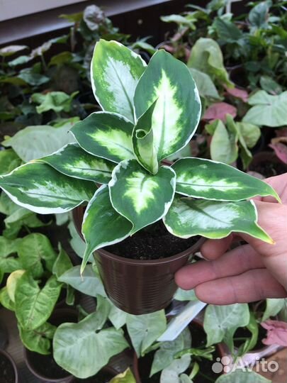 Комнатные растения