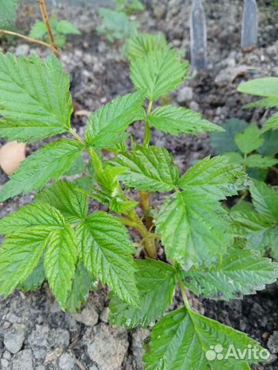 Ремонтантная малина Геракл