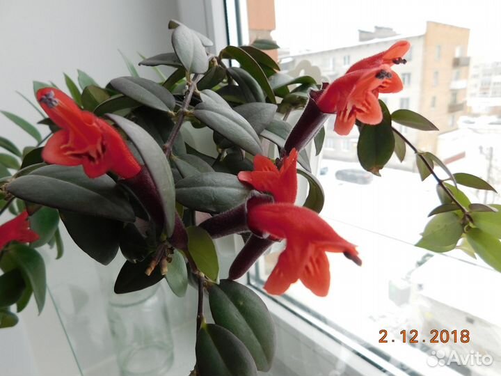 Эсхинантус бордово-красные цветы