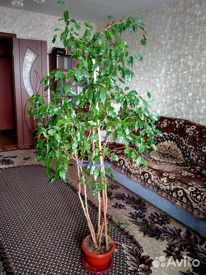 Фикус бенджамина большой