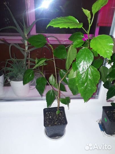 Гибискус малиновый махровый