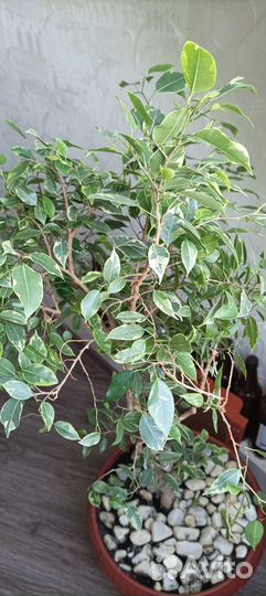Фикус бенджамина Наташа большой