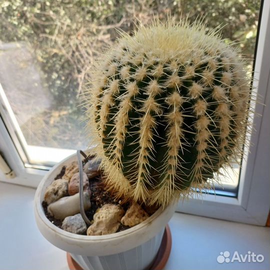 Большой кактус