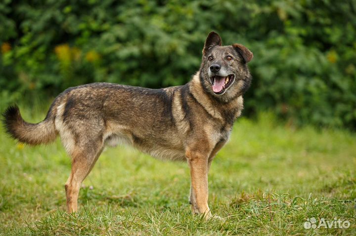 Малыш - лучший друг из приюта