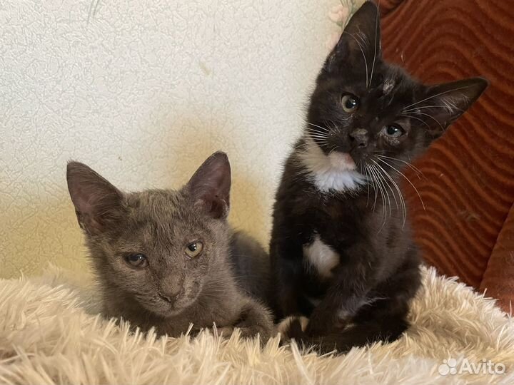 Котята мальчики