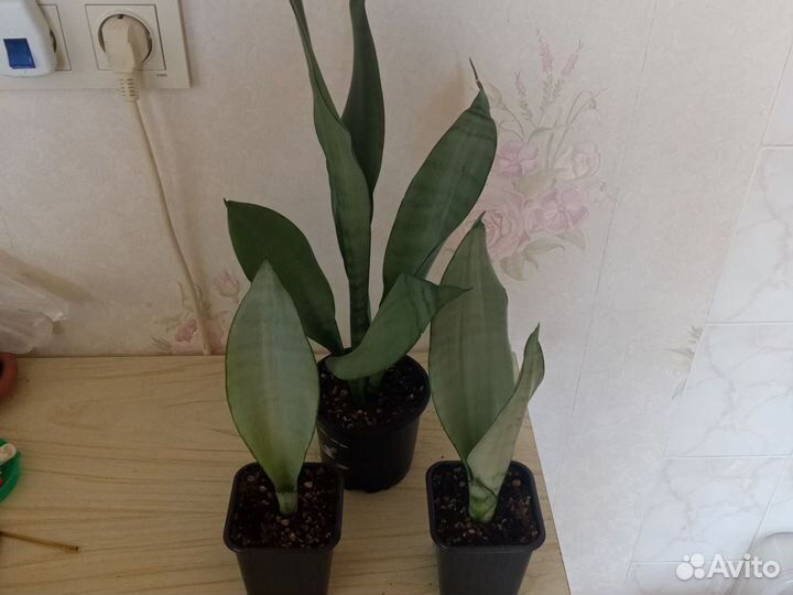 Сансевиерии Футура Суперба, Мунлайт, Ханни