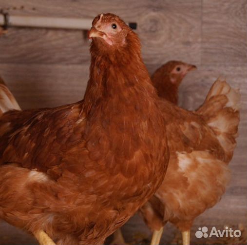 Куры несушеки(молодки) Хайсекс Браун, 4 месяца