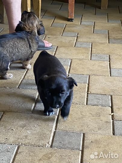 Двор терьер