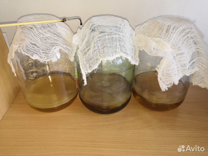 Чайный Гриб комбуча