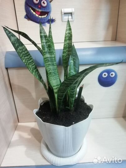 Сансевиерия