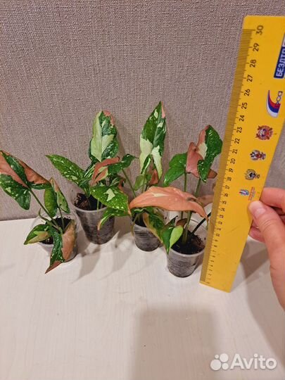 Сингониум ред спот триколор