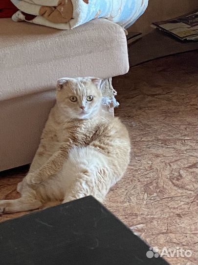 Кошка в дар