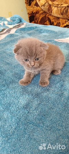 Котёнок шотланский вислоухий