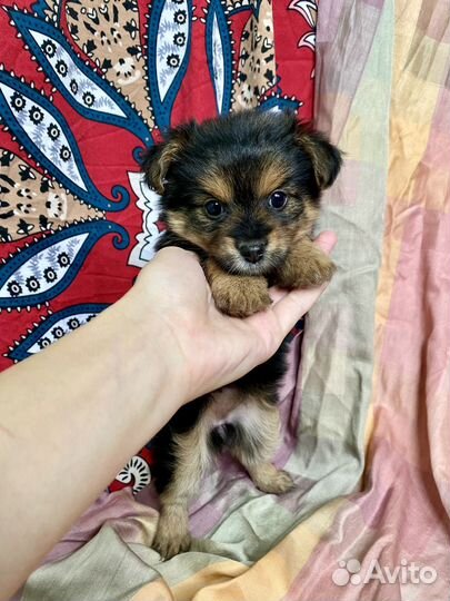 Йоркширский терьер(метис)
