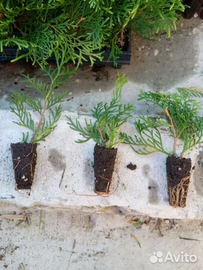 Туя смарагд