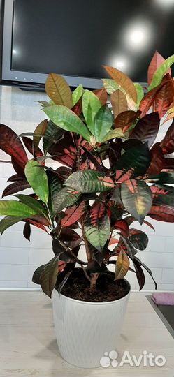 Продам кодеум