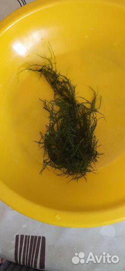 Прополка аквариума