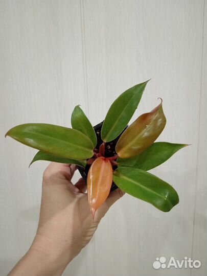 Филодендроны сортовые