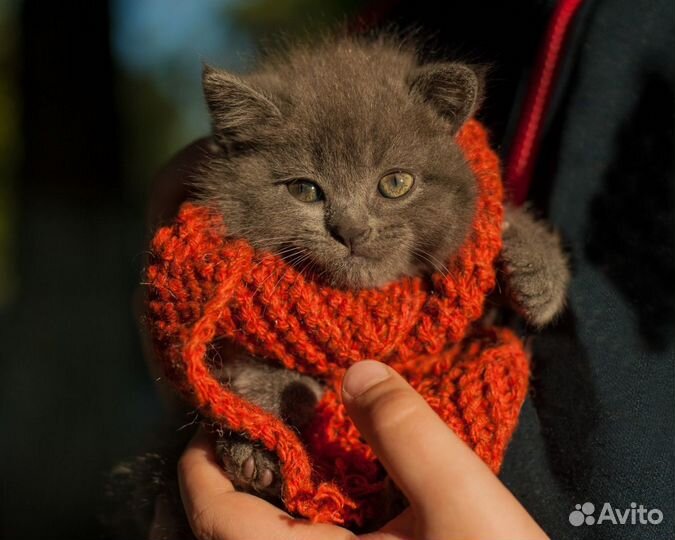 Шотландские котята