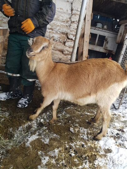 Козы ламанча