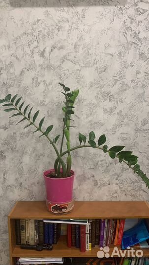 Замиокулькас