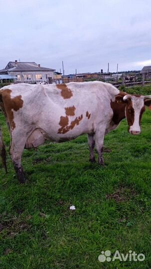 Корова высокоудойная