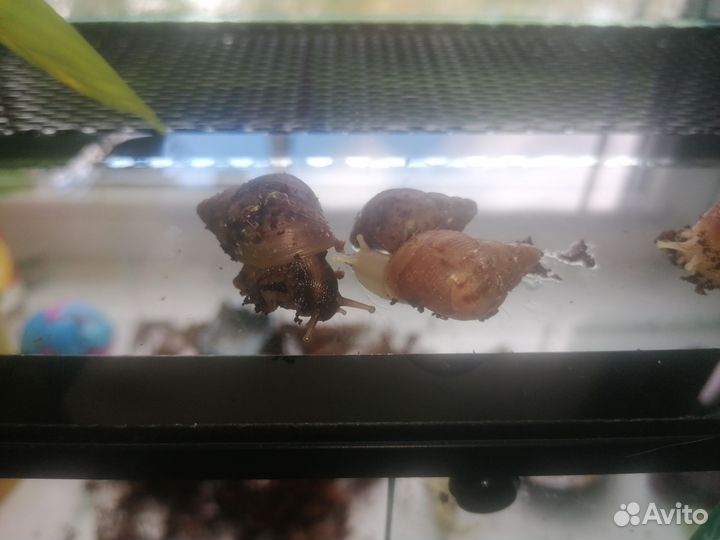 Улитки ахатины