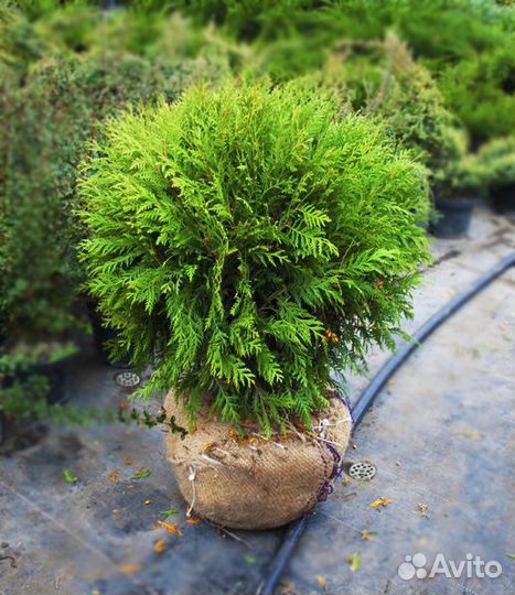 Туи, можжевельники, ели саженцы