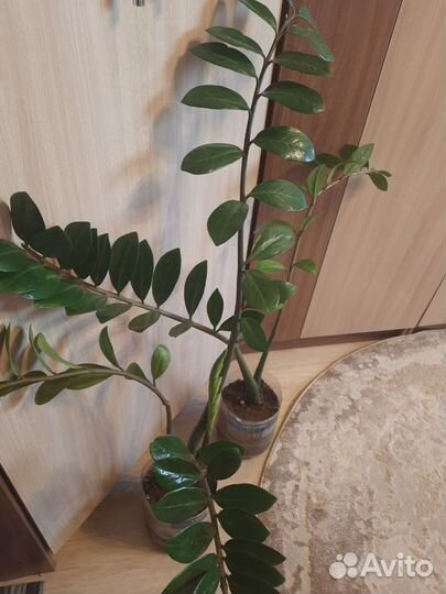 Замиокулькас (Долларовое дерево)