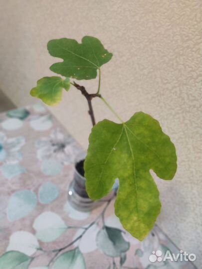 Инжир комнатный Браун Туркей