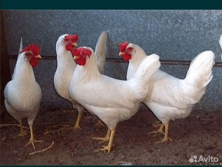 Продам кур-несушек