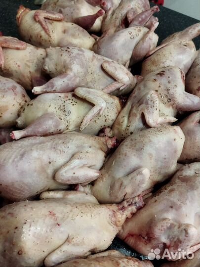 Мясо перепела