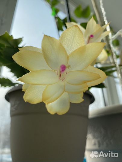 Декабрист шлюмбергера